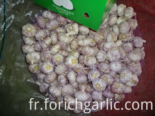 Normal Garlic Fresh 2019